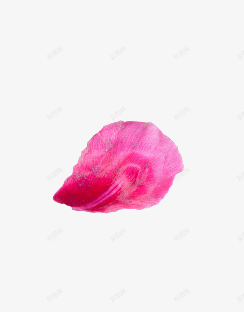 粉色花瓣png免抠素材_新图网 https://ixintu.com 单花瓣 唯美 地上的花瓣 植物 粉色 花卉 花瓣 落地的花瓣 落花