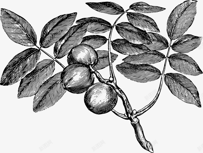 卡通简约黑白花草插画小清新png免抠素材_新图网 https://ixintu.com 小清新插画 小草简笔画 广告设计 扁平化简约黑白样式 极简黑白图样 简笔画装饰 黑白简约插画 黑白花草