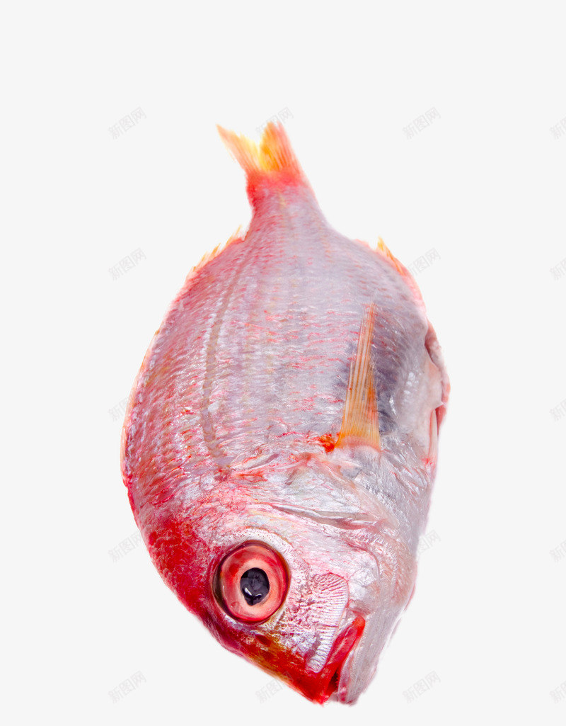 新鲜海鱼png免抠素材_新图网 https://ixintu.com png图片 产品实物 免费png 免费png元素 免费png素材 大鱼 海鱼 海鲜 高清新鲜海鱼