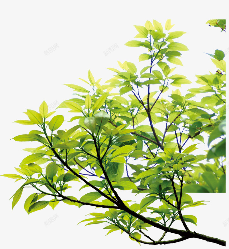 花草装饰图png免抠素材_新图网 https://ixintu.com 装饰图绿色植物树木