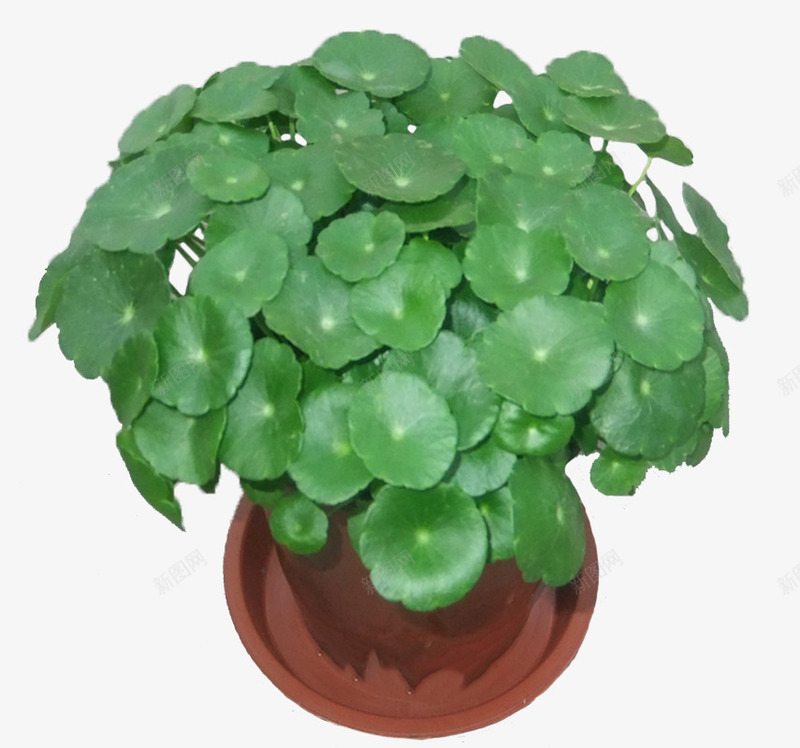 铜钱草盆景png免抠素材_新图网 https://ixintu.com 植物 盆景 花草 铜钱草