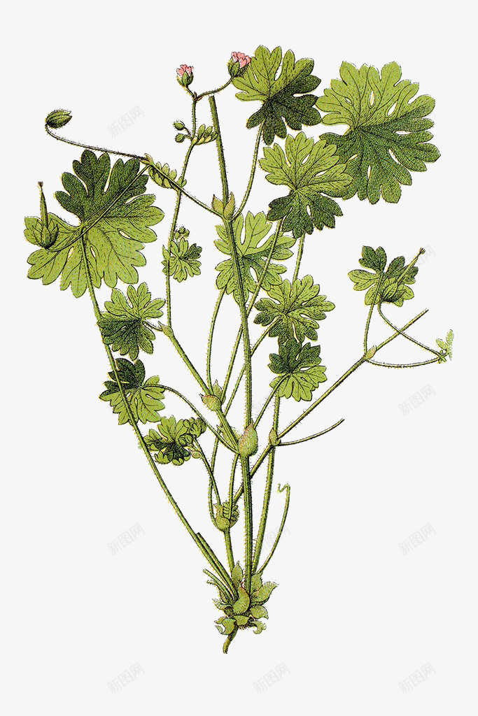 天竺葵药草插画png免抠素材_新图网 https://ixintu.com 中草药手绘 天竺葵药草插画 植物 绿色 老鹳草属 药材