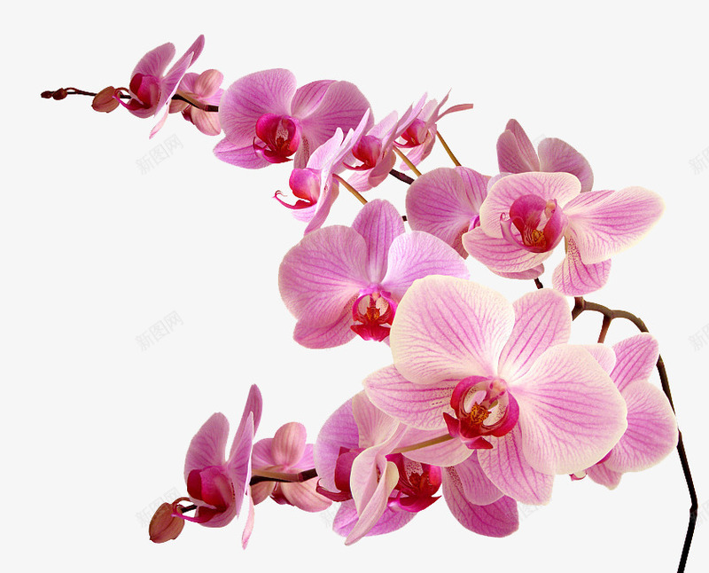粉色胡姬花png免抠素材_新图网 https://ixintu.com 一枝花 七叶 漂亮 粉色的花朵 美丽的鲜花 胡姬花 胡姬花矢量 花枝 花瓣 花骨朵