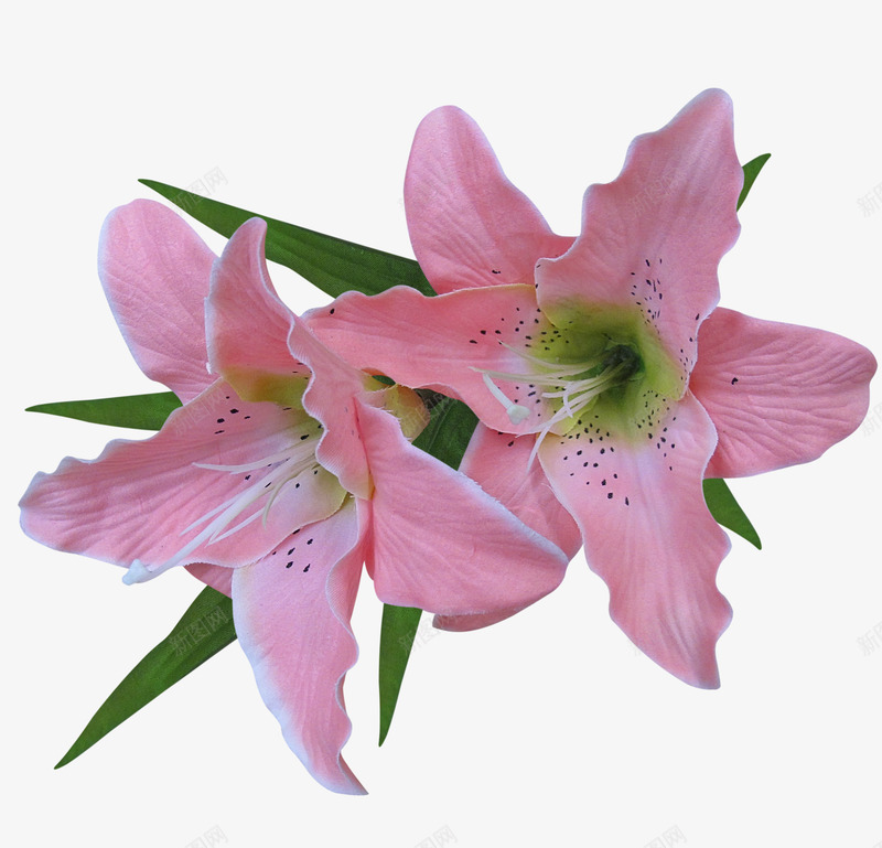 花草背景水彩花卉图标png_新图网 https://ixintu.com 庆典花卉 手绘 花卉图案 花卉图片素材 花草图案 装饰图标