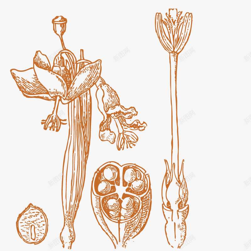 艺术植物树叶png免抠素材_新图网 https://ixintu.com 剪影 坚果 山核桃 果子 果实
