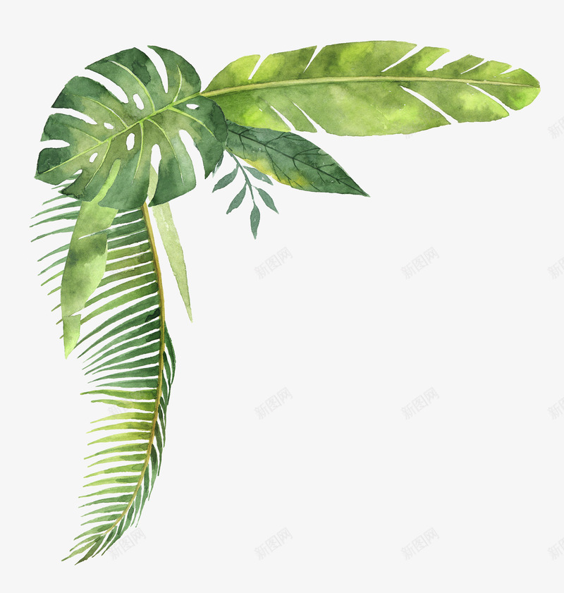 手绘绿叶角边装饰插画png免抠素材_新图网 https://ixintu.com 包装设计 手绘 插画 绿叶 装饰 角边 龟背竹叶子