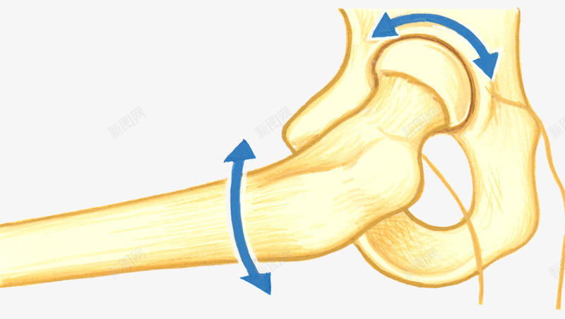人体骨骼肌腱组织png免抠素材_新图网 https://ixintu.com 人体肌腱组织 关节炎 骨头 骨骼