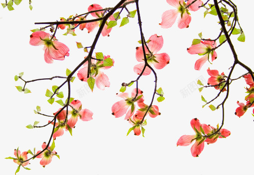手绘梅花黑色树枝png免抠素材_新图网 https://ixintu.com png素材 手绘梅花 黑色树枝