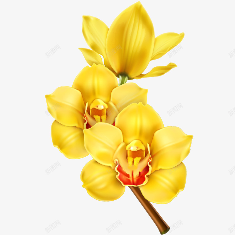 玉兰花花朵png免抠素材_新图网 https://ixintu.com 植物 玉兰花 玉兰花花朵 花卉 花草 装饰元素 鲜花