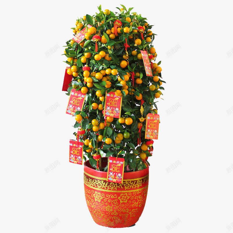 带果金桔树盆栽png免抠素材_新图网 https://ixintu.com 室内植物盆景观 果金橘年桔 花卉绿植 送礼年宵