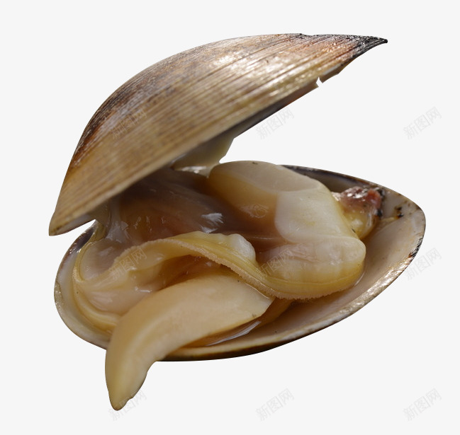 打开的活蚬子png免抠素材_新图网 https://ixintu.com 水产品 海鲜 美食 蚬子 蚬子美食 蚬子肉 黄蚬子