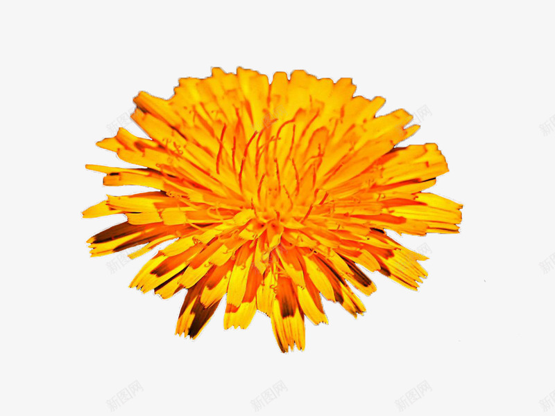 母菊免费png免抠素材_新图网 https://ixintu.com 明黄色 植物 母菊 花朵 花瓣