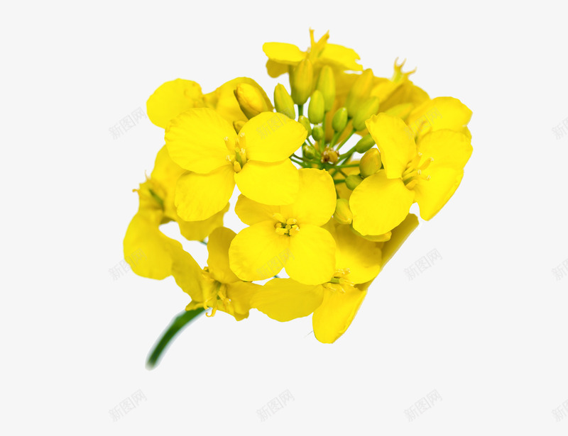 黄色油菜花psd免抠素材_新图网 https://ixintu.com 免抠PNG 卡通 手绘 植物 油菜花瓣 黄色小花