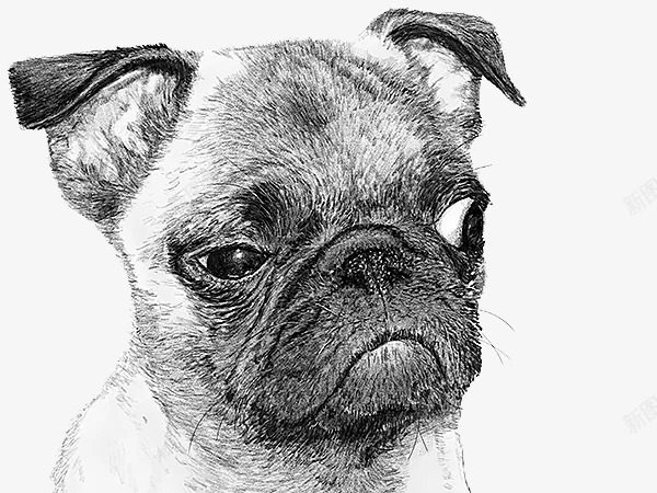 手绘八哥犬png免抠素材_新图网 https://ixintu.com 中国犬 八哥犬 动物 卡通 宠物 小型犬种 插画 萌 黑白