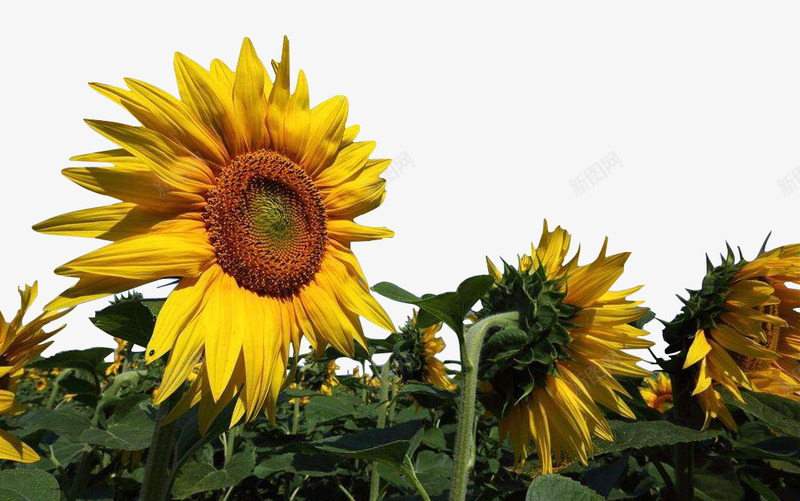 向日葵花背景png免抠素材_新图网 https://ixintu.com 向儿葵 向日葵背景 花 花草