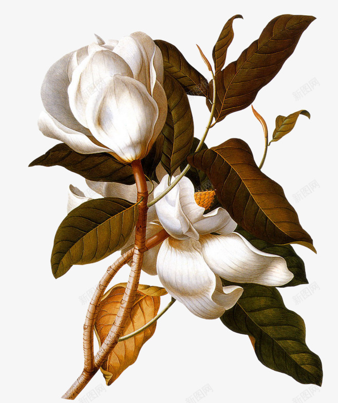 手绘玉兰花辛夷花png免抠素材_新图网 https://ixintu.com 手绘 玉兰花 辛夷花 鲜花