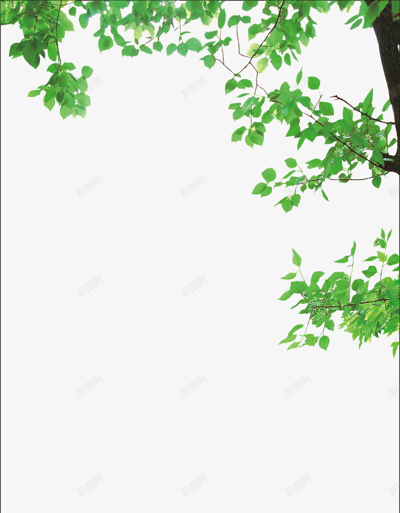 展板底纹png免抠素材_新图网 https://ixintu.com 制度背景 学校展板 学校板报 展板模板 展板装饰 底纹背景 底纹边框 春天 草地
