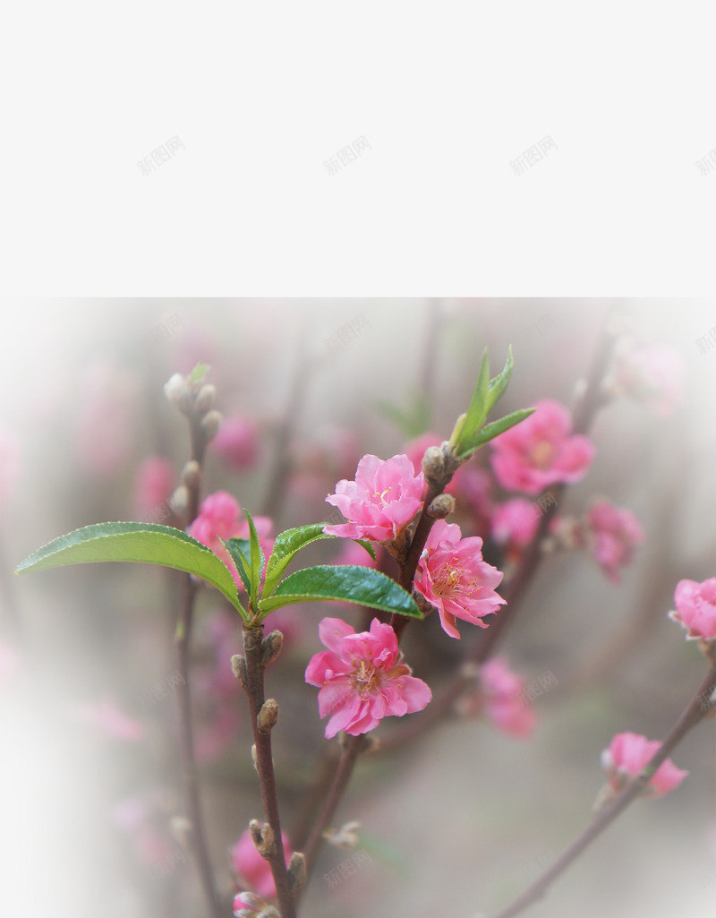 春天草地桃花梨花渐变透明元素41psd免抠素材_新图网 https://ixintu.com 春天 桃花 梨花 渐变透明元素 草地