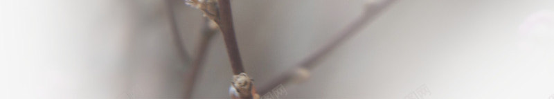 春天草地桃花梨花渐变透明元素41psd免抠素材_新图网 https://ixintu.com 春天 桃花 梨花 渐变透明元素 草地
