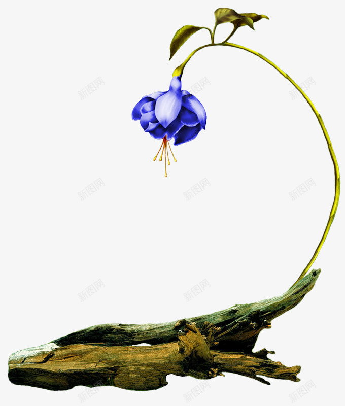 枯木逢春开出花朵png免抠素材_新图网 https://ixintu.com 开出花朵 枯木逢春