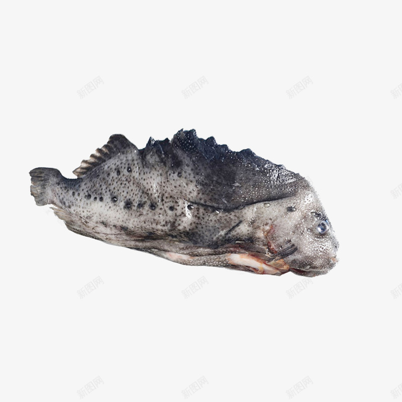 进口海参斑鱼png免抠素材_新图网 https://ixintu.com 产品实物 海产 海参斑 海鲜 食用鱼 鱼类
