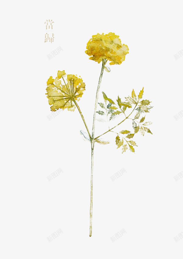 花卉png免抠素材_新图网 https://ixintu.com 当归 根部 植物 药材