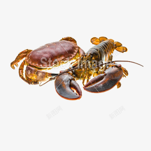 螃蟹与虾png免抠素材_新图网 https://ixintu.com 新鲜食材 新鲜食物 海鲜 海鲜自助 虾 食材 食物