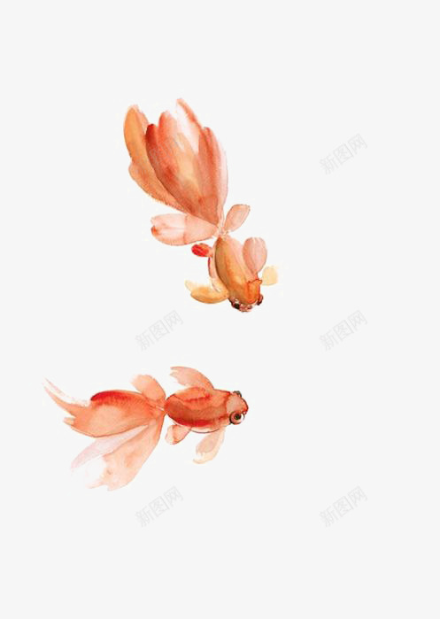 水彩金鱼png免抠素材_新图网 https://ixintu.com 中国风水墨鱼 北京金鱼回头 宠物鱼 水墨金鱼 金色金鱼 金鱼免扣元素 金鱼插画