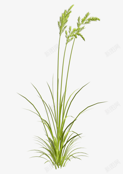 狗尾巴草png免抠素材_新图网 https://ixintu.com 植物 狗尾巴草 狗尾草 花草