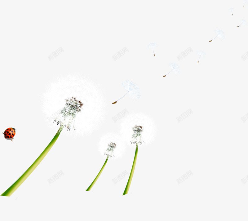 春季自然漂浮蒲公英png免抠素材_新图网 https://ixintu.com 春季 漂浮 自然 蒲公英