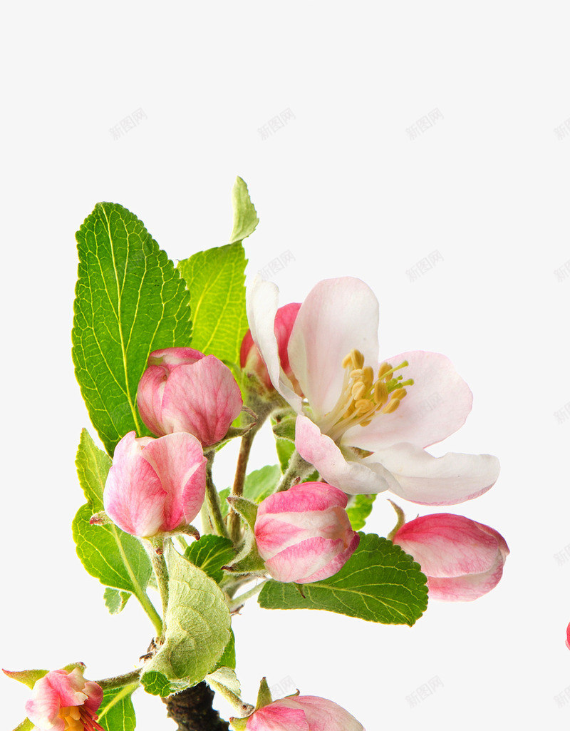 红色海棠花png免抠素材_新图网 https://ixintu.com 植物素材 海棠花 红色 美丽鲜花 花卉 高清图片 鲜花素材