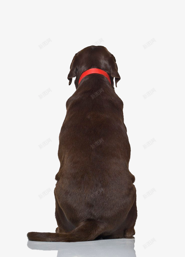 深色狗狗背影png免抠素材_新图网 https://ixintu.com 中型犬 动物 可爱 呆萌 品种 宠物 家养 棕色 狗狗 狗背影 看门狗 背影