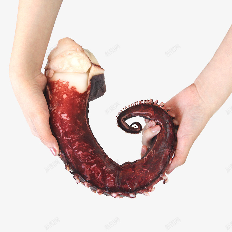 手拿章鱼腿png免抠素材_新图网 https://ixintu.com 产品实物 海鲜 食物