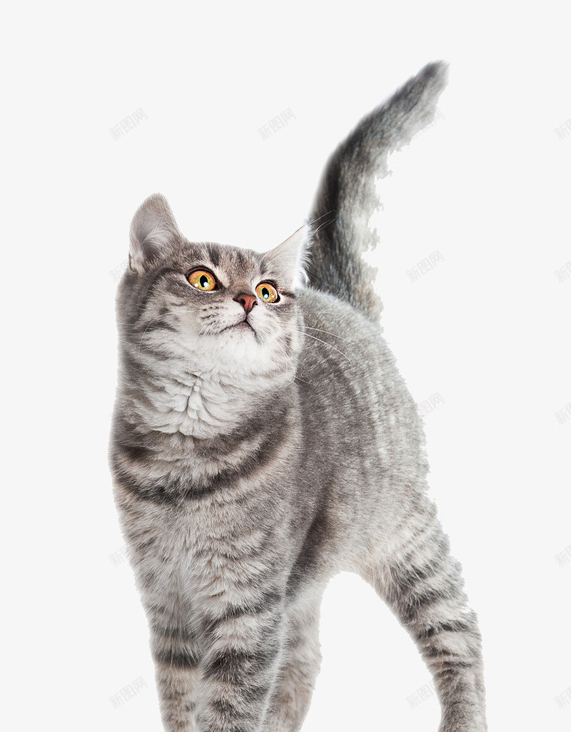 英国短毛猫png免抠素材_新图网 https://ixintu.com 站立的猫 肥猫 英国短毛猫 英短