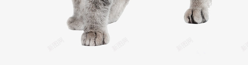 英国短毛猫png免抠素材_新图网 https://ixintu.com 站立的猫 肥猫 英国短毛猫 英短