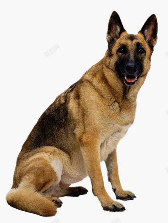 卡通坐着的牧羊犬png免抠素材_新图网 https://ixintu.com 免抠图 动物 小狗 抠图 插画 牧羊犬 装饰画