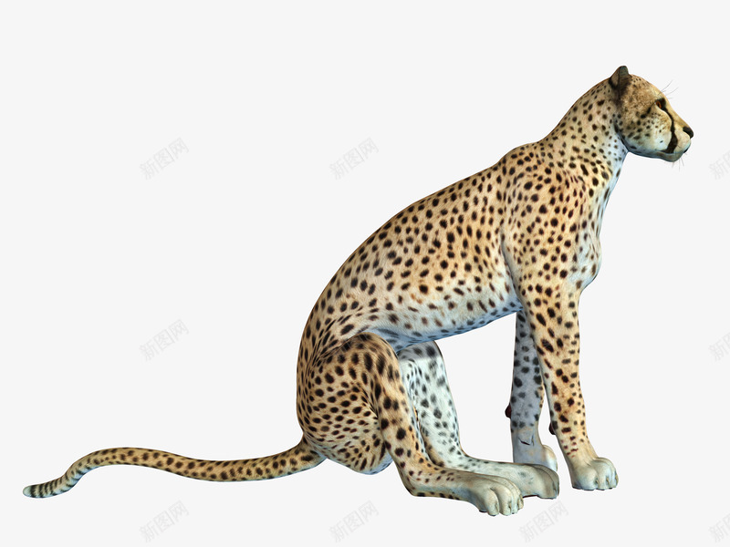 蹲着的猎豹png免抠素材_新图网 https://ixintu.com 动物 猎豹头 猫科动物 草原动物 豹头 豹子 野生动物 金钱豹 非洲豹