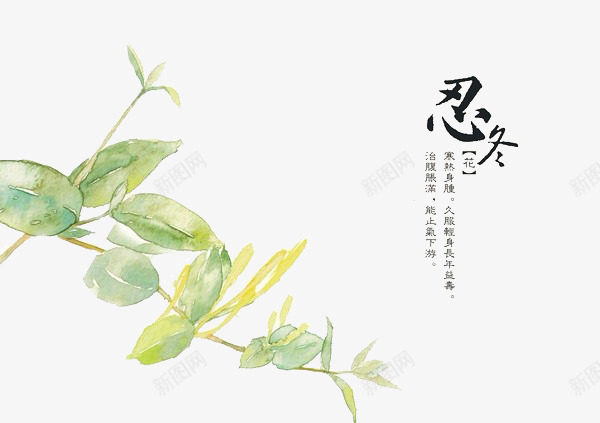 手绘中医中药png免抠素材_新图网 https://ixintu.com 中医 中国水墨画 中药 忍冬 本草纲目 本草纲目彩色版 植物 草本 药草