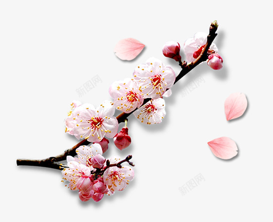 粉色梅花清新坚强png免抠素材_新图网 https://ixintu.com 坚强 梅花 清新 粉色