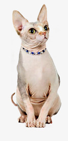 无毛猫png免抠素材_新图网 https://ixintu.com 动物 无毛猫 猫