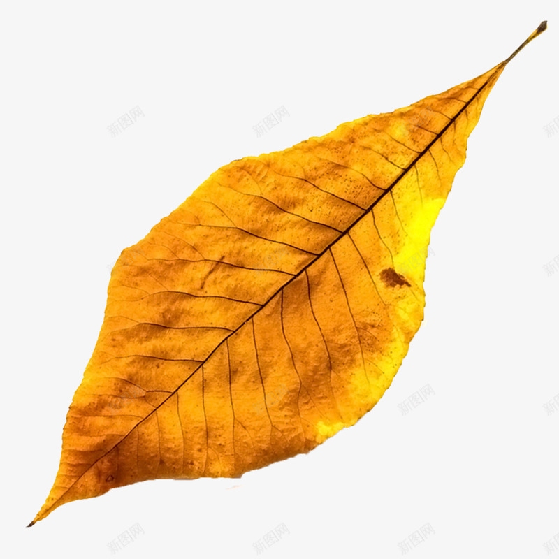 枯黄的树叶png免抠素材_新图网 https://ixintu.com 叶脉 枯黄 树叶 黄色素材