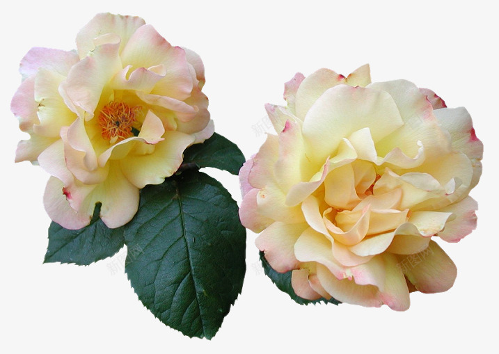 花草背景国画花草png免抠素材_新图网 https://ixintu.com 卡通装饰 卡通装饰图片 唯美花卉图片 手绘花卉 花卉图案 花草标签