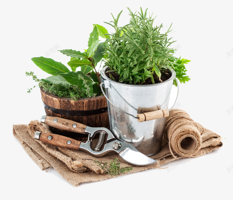 植物花草png免抠素材_新图网 https://ixintu.com 修剪 剪子 坛子 植物 花盆