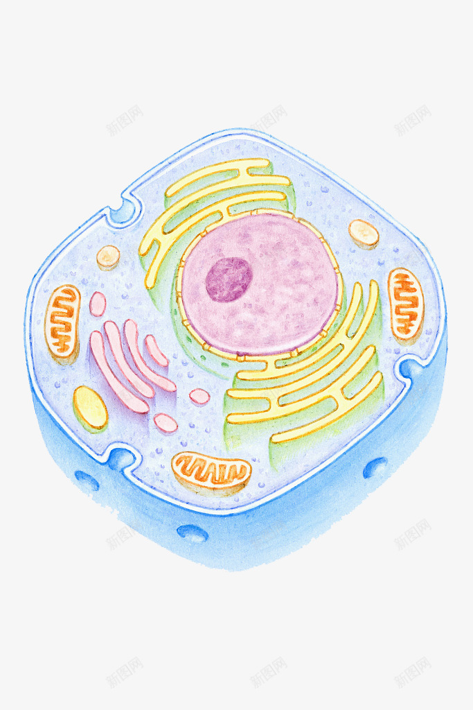 彩色细胞核结构png免抠素材_新图网 https://ixintu.com 动物细胞 核糖核酸 植物细胞 模型结构 横断面 细胞核 细胞膜 细胞质