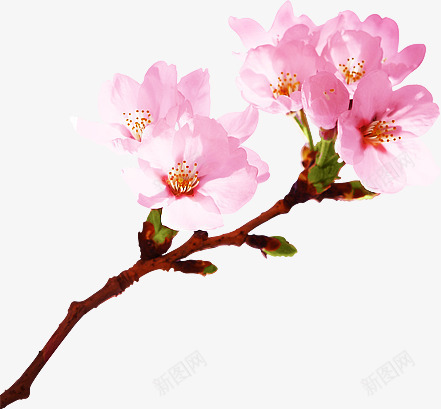 花枝粉色桃花png免抠素材_新图网 https://ixintu.com 图片 桃花 粉色 花枝