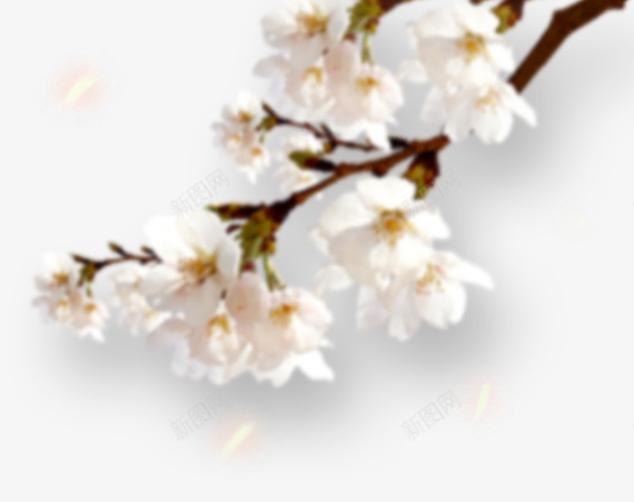 梅花边角梅花png免抠素材_新图网 https://ixintu.com png素材 梅花 边角梅花