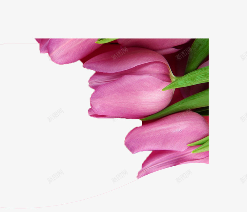 唯美精美花朵png免抠素材_新图网 https://ixintu.com 唯美 粉色 精美 花朵 郁金香