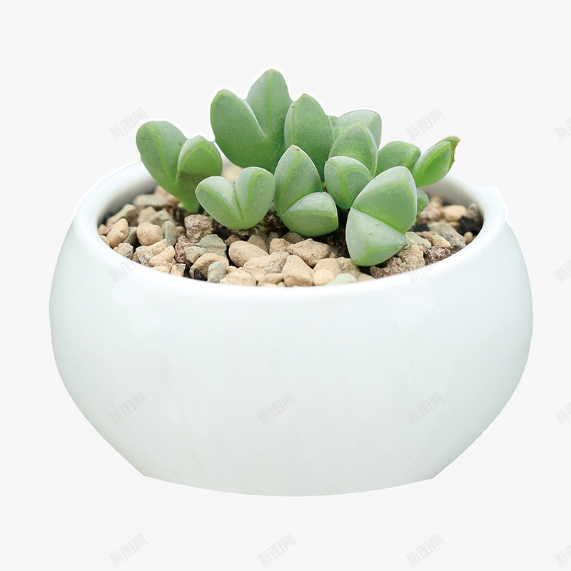 好看的多肉png免抠素材_新图网 https://ixintu.com 卡通 多肉 手绘 白色 石头 绿植 绿色 肉多多 花盆