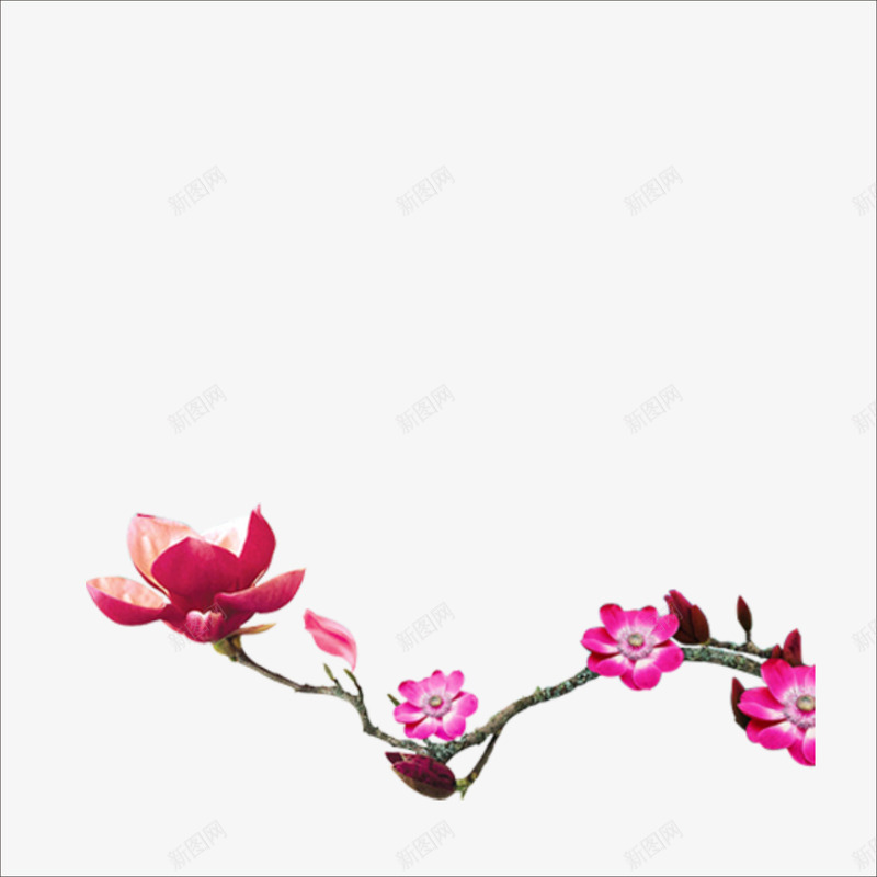 桃花png免抠素材_新图网 https://ixintu.com 一支桃花 大闸蟹装饰元素 装饰素材 鲜花