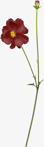 花草背景水彩花卉png免抠素材_新图网 https://ixintu.com 国画花草素材 手绘花草素材 植物花草素材 线描花草 花草图案 花草图案素材 装饰图案